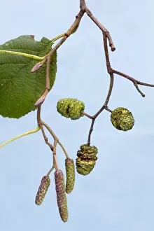 Alder Tree - leaf & catkins
