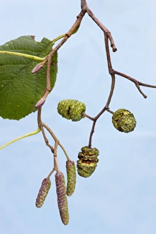 Images Dated 14th October 2008: Alder Tree - leaf & catkins