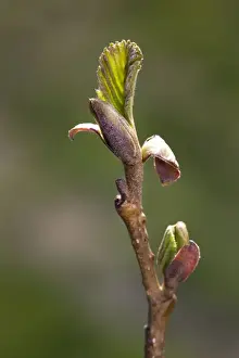 Twigs Prints: Alder Tree - twig with bud