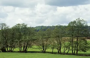 Alder Trees - following line of stream