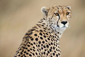 Alert Cheetah (Acinonyx jubatus), Masai