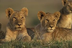Alert lions cubs