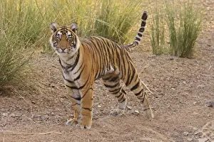 Bagh Prints: Alert Royal Bengal Tiger, Ranthambhor National Park, India