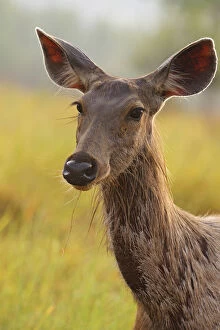Alert Sambar Deer, Corbett National Park