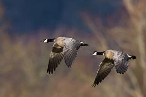 Migration Collection: Aleutian cackling geese Date: 24-12-2007