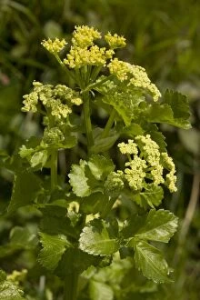 Images Dated 4th May 2006: Alexanders at Corfe Castle
