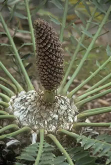 Cones Prints: Alexandria Cycad - cone