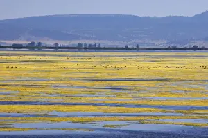 Algae Prints: Algae Growth on Lake Klamath NWR, , California, USA LA000815