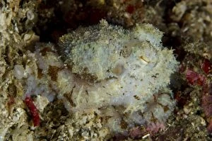 Algae Gallery: Algae Octopus () at Tanjung Slope dive site, Lembeh