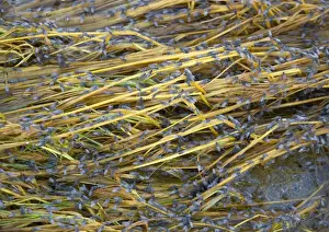 Swarms Prints: Alkali Flies - related to Brine Flies