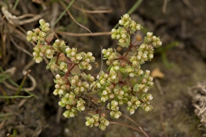 Images Dated 29th August 2006: All-seed