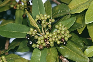 Images Dated 31st January 2011: All Spice - Hawaii