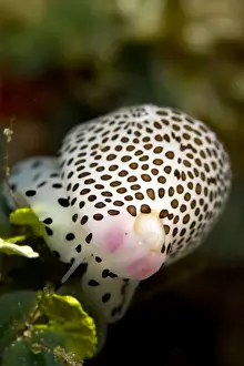 Allied Cowries - Indonesia