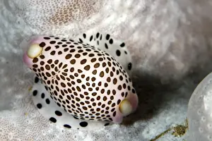 Allied Cowries - Indonesia