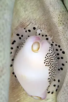 Allied Cowries - Indonesia