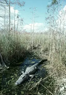 Alligators Prints: Alligator FG 1834 In it's water hole Dwarf forest