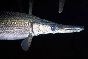 Images Dated 2nd July 2007: Alligator Gar Mississippi River Basin, USA