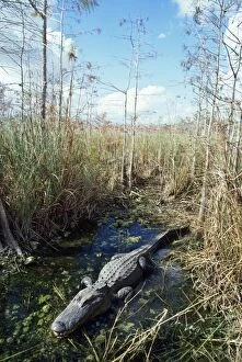 Images Dated 28th March 2008: Alligator - in it's water hole Dwarf Cypress Forest, Everglades, Florida, USA