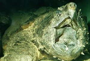 Mouths Prints: Alligator Snapper Turtle Showing lure formed by tongue, South America