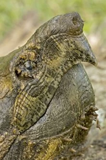 Images Dated 20th April 2008: Alligator Snapping Turtle - Louisiana - USA