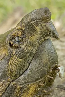 Alligator Snapping Turtle - Louisiana - USA