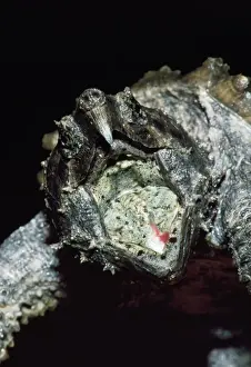 Turtle Prints: Alligator Snapping Turtle - with moth open showing lure Southwest U. S. A