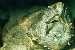Alligator Snapping Turtle - Showing lure formed by tongue