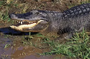 Alligators Prints: Alligator USA