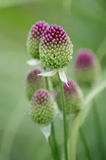 Allium sphaerocephalon - This round-headed leek is much loved by bees. Kent garden, UK. July