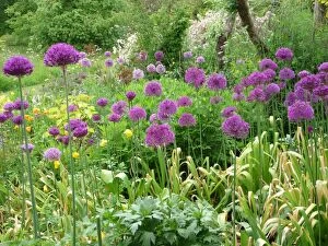 Images Dated 27th May 2010: Alliums - in garden Herbaceous border