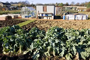 Home Prints: Allotment plots - with green vegetables sheds and compost heaps Chipping Campden Cotswolds UK