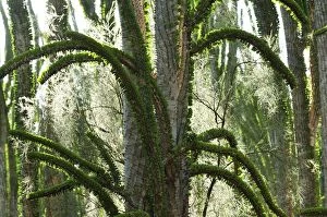 Alluaudia spiny plant (Alluaudia procera)