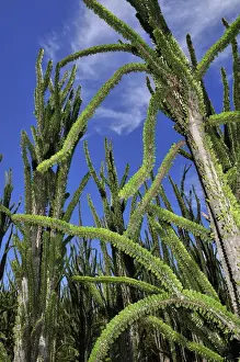 Spikes Prints: Alluaudia spiny plant - Spiny Forest - Berenty Private Reserve - Southern Madagascar