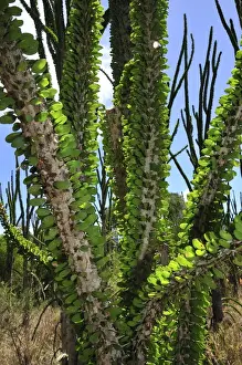Alluaudia spiny plant - Spiny Forest - Berenty Private Reserve - Southern Madagascar