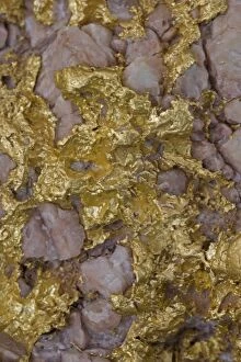 Images Dated 27th January 2006: Alluvial gold specimen with rosy quartz - Western Australia