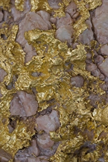 Images Dated 27th January 2006: Alluvial gold specimen with rosy quartz - Western Australia