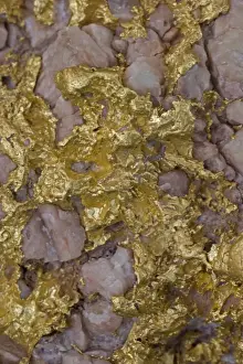 Metals Prints: Alluvial gold specimen with rosy quartz - Western Australia
