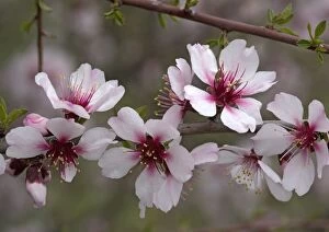 Almond blossom, in late winter