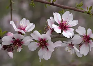 Almond Prints: Almond blossom, in late winter. Also known as Prunus amygdalus