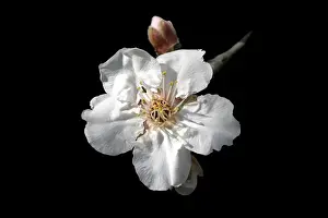 Almond Prints: Almond flower. Provence - France
