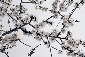 Images Dated 21st March 2005: Almond flowers. Provence - France
