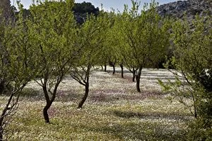 Images Dated 31st March 2012: Almond Orchard