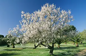 Almond Prints: Almond Tree - in full blossom, Algarve, Portugal
