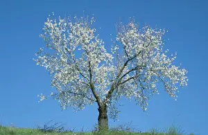 Almond Prints: Almond Tree - in February in full blossom near the town of Alhama de Granada; province of Granada