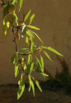 Images Dated 26th August 2005: Almond tree & fruit in a garden. Provence - France