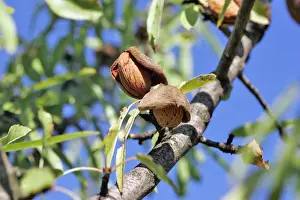Almond Prints: Almond tree & fruit. Provence - France