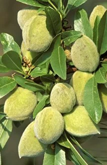 Almonds Gallery: Almond Tree - Leaves and fruits, in April