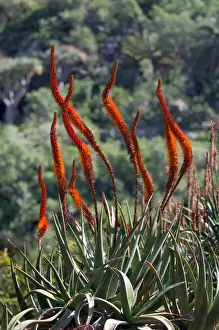 Aloe Prints: Aloe castanea - Botanical Gardens