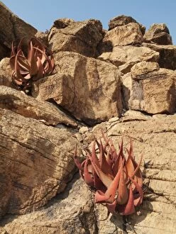 Aloe Gallery: Aloe gariepensis