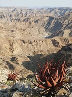 Aloe Gallery: Aloe gariepensis - cling at the canyon walls of